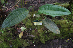 Anthurium caucanum