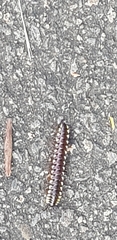 Polydesmida