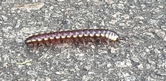 Polydesmida