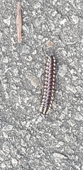 Polydesmida