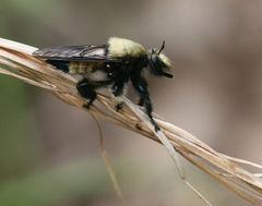 Laphria macquarti
