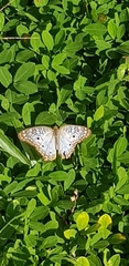 Anartia jatrophae