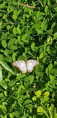 Anartia jatrophae