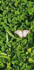 Anartia jatrophae