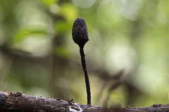 Xylaria comosa