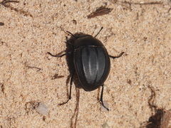 Erodius parvus