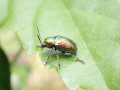 Abirus fortunei