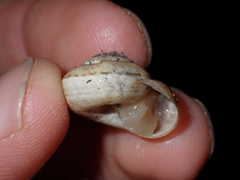 Xerosecta