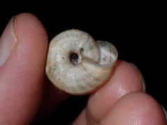 Xerosecta