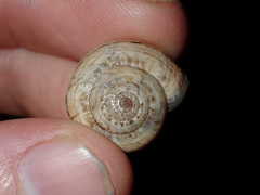 Xerosecta