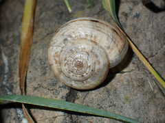Xerosecta