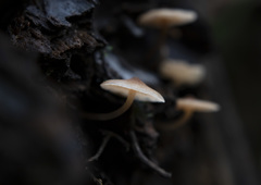 Filoboletus gracilis