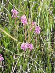 Erica spiculifolia