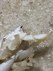 Emerita benedicti