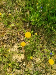 Anacyclus valentinus