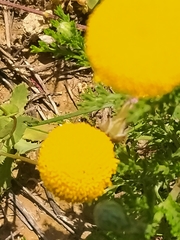 Anacyclus valentinus