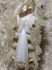 Emerita benedicti