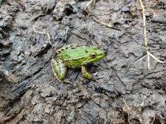 Pelophylax ridibundus