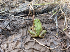 Pelophylax ridibundus