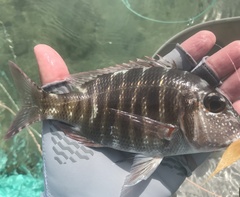 Lethrinus mahsena
