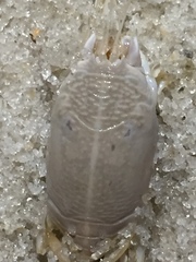 Emerita benedicti