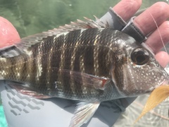 Lethrinus mahsena