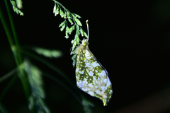 Anthocharis scolymus