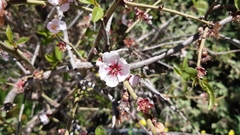 Prunus webbii