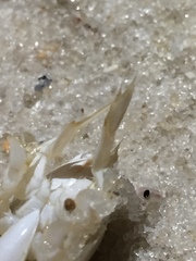 Emerita benedicti