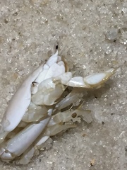 Emerita benedicti