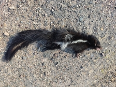 Mephitis macroura