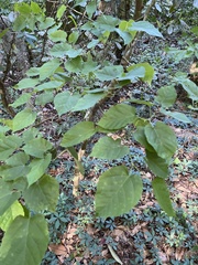 Tilia americana americana