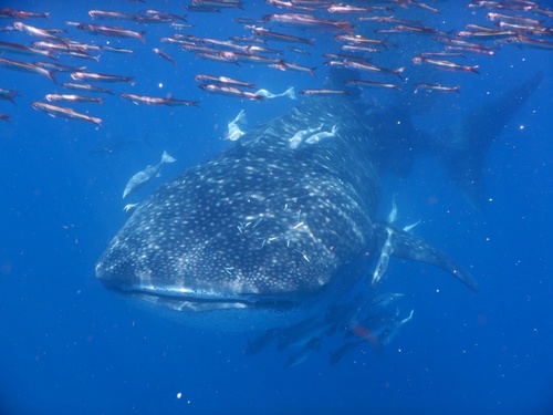 Whale Shark