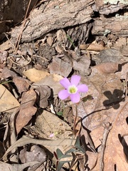 Oxalis triangularis