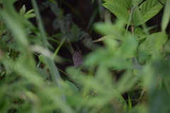 Mycalesis perseoides