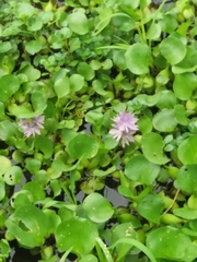 Pontederia crassipes