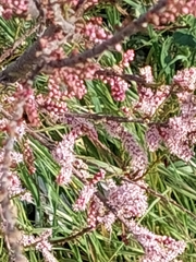 Tamarix chinensis