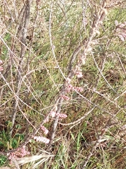 Tamarix chinensis