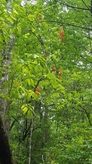 Rhododendron calendulaceum