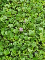 Pontederia crassipes