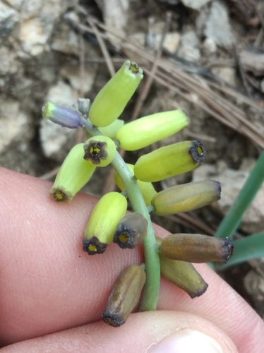 Muscari macrocarpum (Muscari macrocarpum)