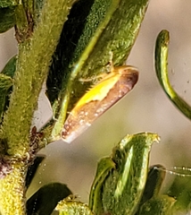 Norvellina flavida