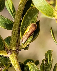 Norvellina flavida