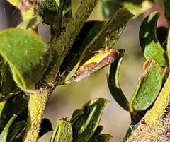 Norvellina flavida