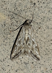 Evergestis vinctalis