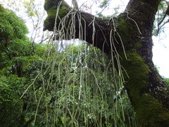 Rhipsalis lindbergiana