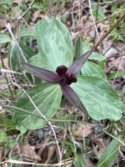 Trillium sessile
