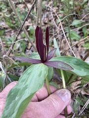 Trillium sessile