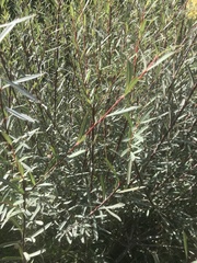 Salix