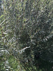 Salix